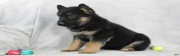 German Shepherd dogs for sale: Cody - Ad 2