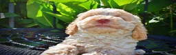 Havapoo dogs for sale: Juliet-LABOR DAY SALE-TAKE $100 OFF!!! - Ad 10