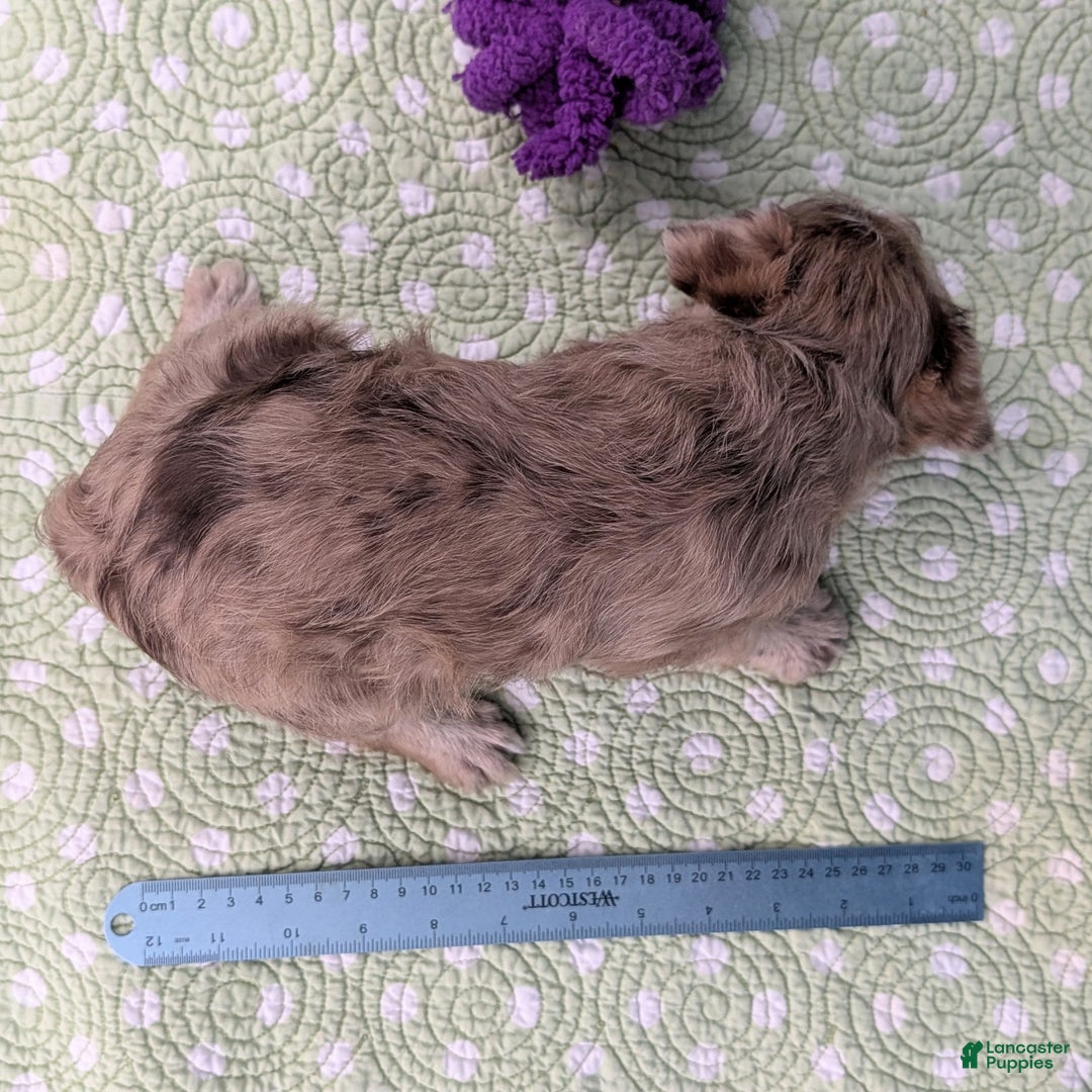 Mixed Breed dogs for sale: Queen - Ad 14