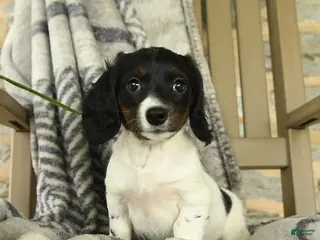 Miniature Dachshund dogs for sale: Oakley - Ad 1
