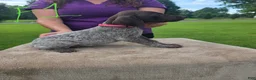 German Shorthaired Pointer dogs for sale: German Shorthaired Pointer 4 - Ad 2