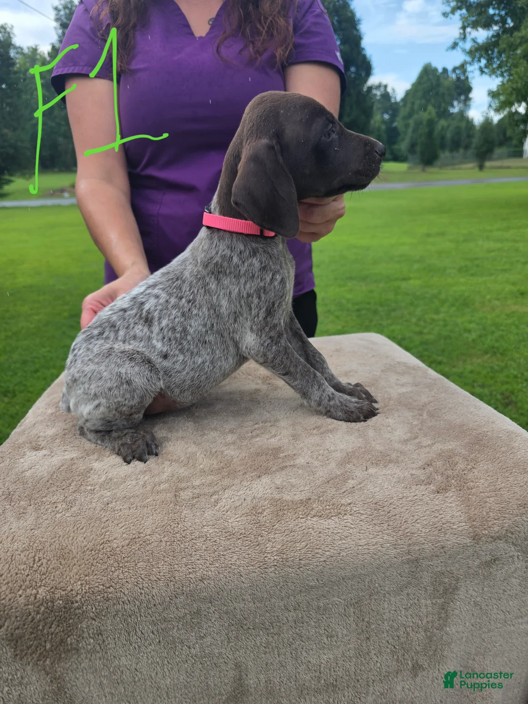 German Shorthaired Pointer dogs for sale: German Shorthaired Pointer 4 - Ad 2
