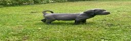 Cane Corso dogs for sale:  Titan - Ad 5