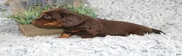 Dachshund dogs for sale: PORTER - Ad 3
