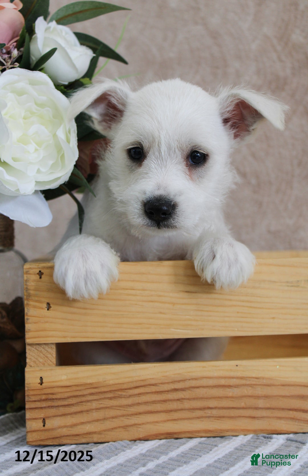 Miniature Schnauzer dogs for sale: Preston - Ad 4