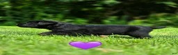 Mixed Breed dogs for sale: Sneakers - Ad 2
