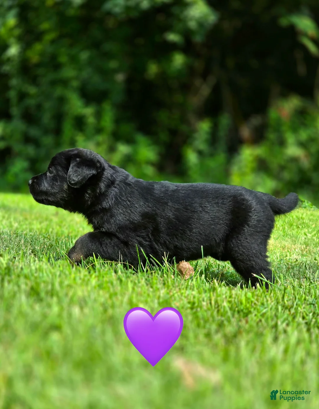 Mixed Breed dogs for sale: Sneakers - Ad 2