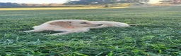 Golden Retriever dogs for sale: Tucker - Ad 5