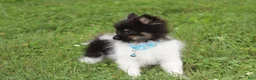 Pomeranian dogs for sale: Ziggy - Ad 9