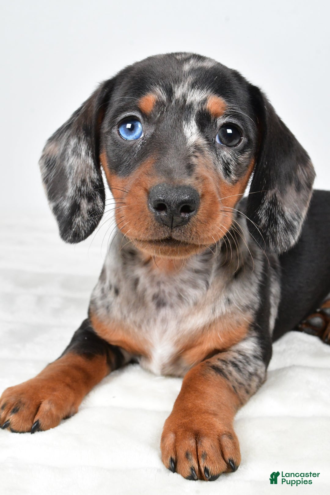 Miniature Dachshund dogs for sale: Piper - Ad 2