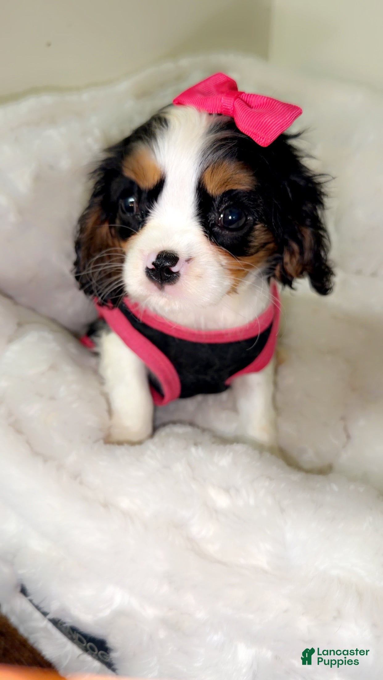 Cavalier King Charles Spaniel dogs Willow  - Ad 22