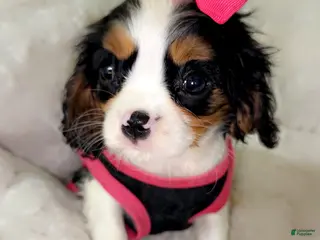 Cavalier King Charles Spaniel dogs Willow - Ad 22