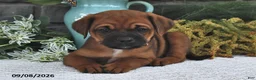 Mixed Breed dogs for sale: Mocha - Ad 1