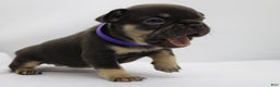 French Bulldog dogs for sale: Blue - Ad 10