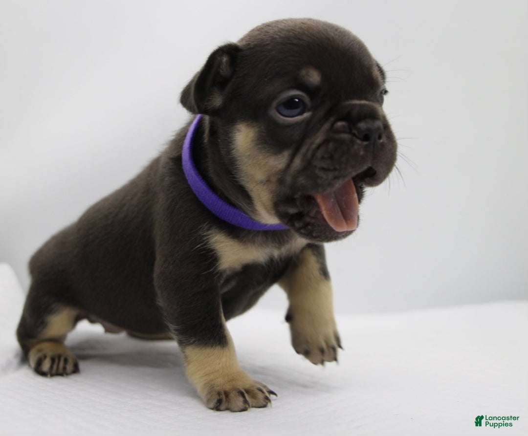 French Bulldog dogs for sale: Blue - Ad 10