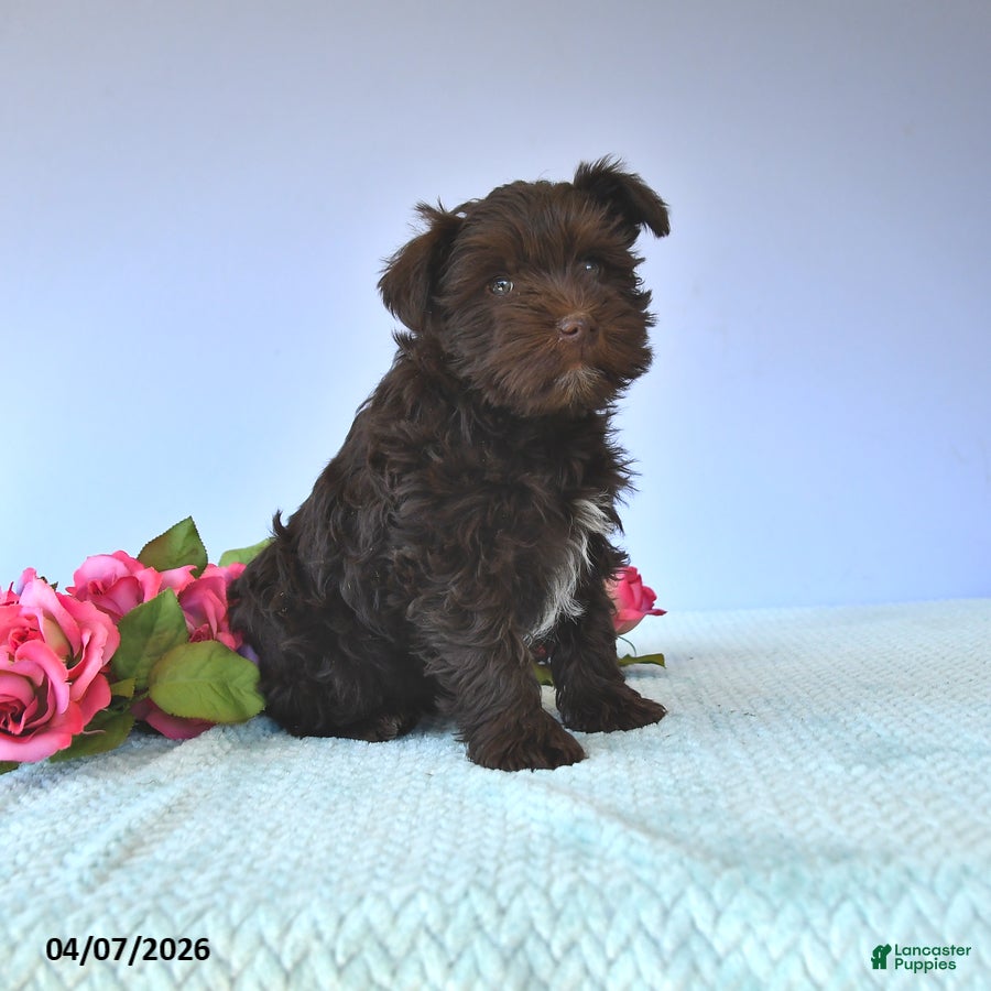 Miniature Schnauzer dogs Lily - Ad 1