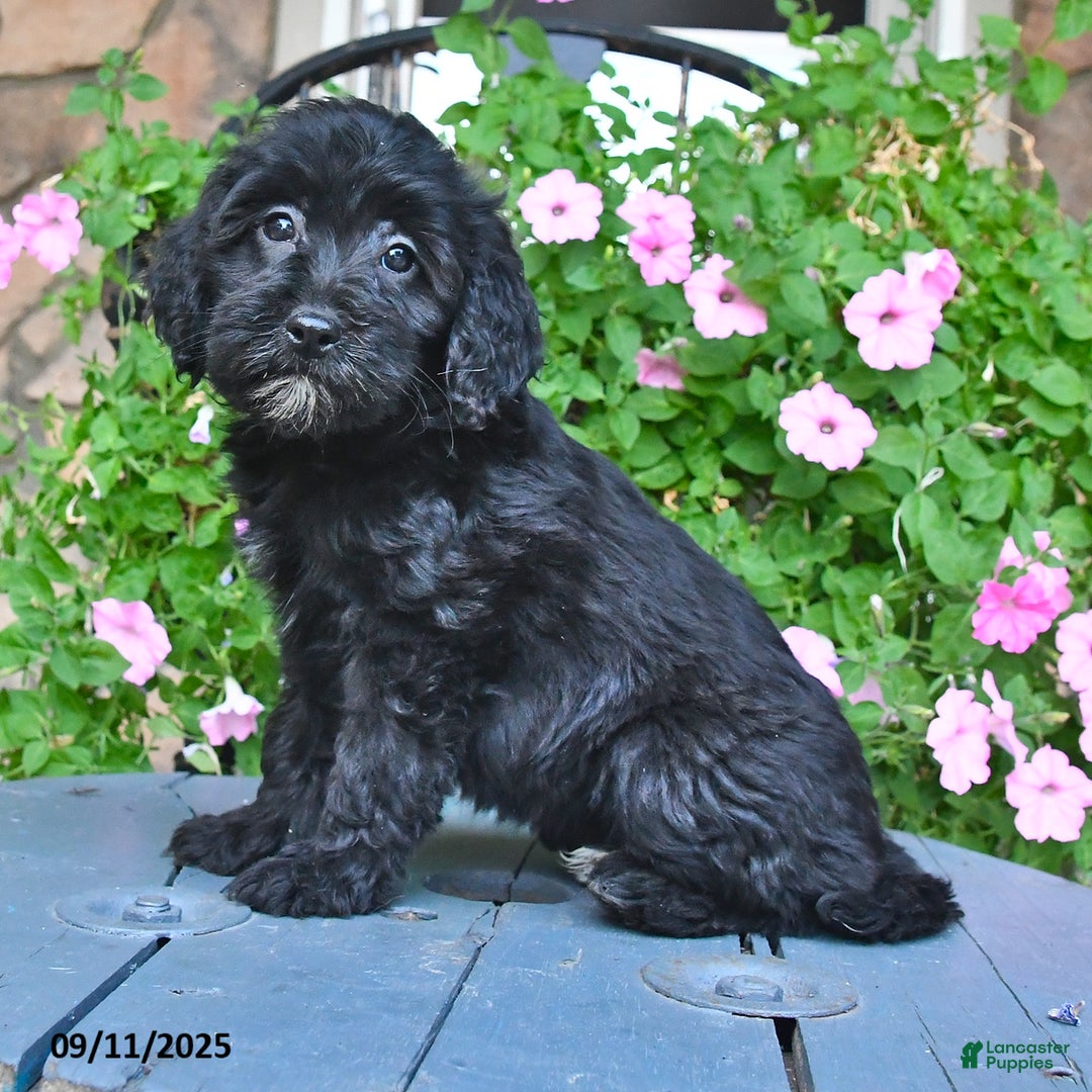 Mixed Breed dogs for sale: Patsy - Ad 4