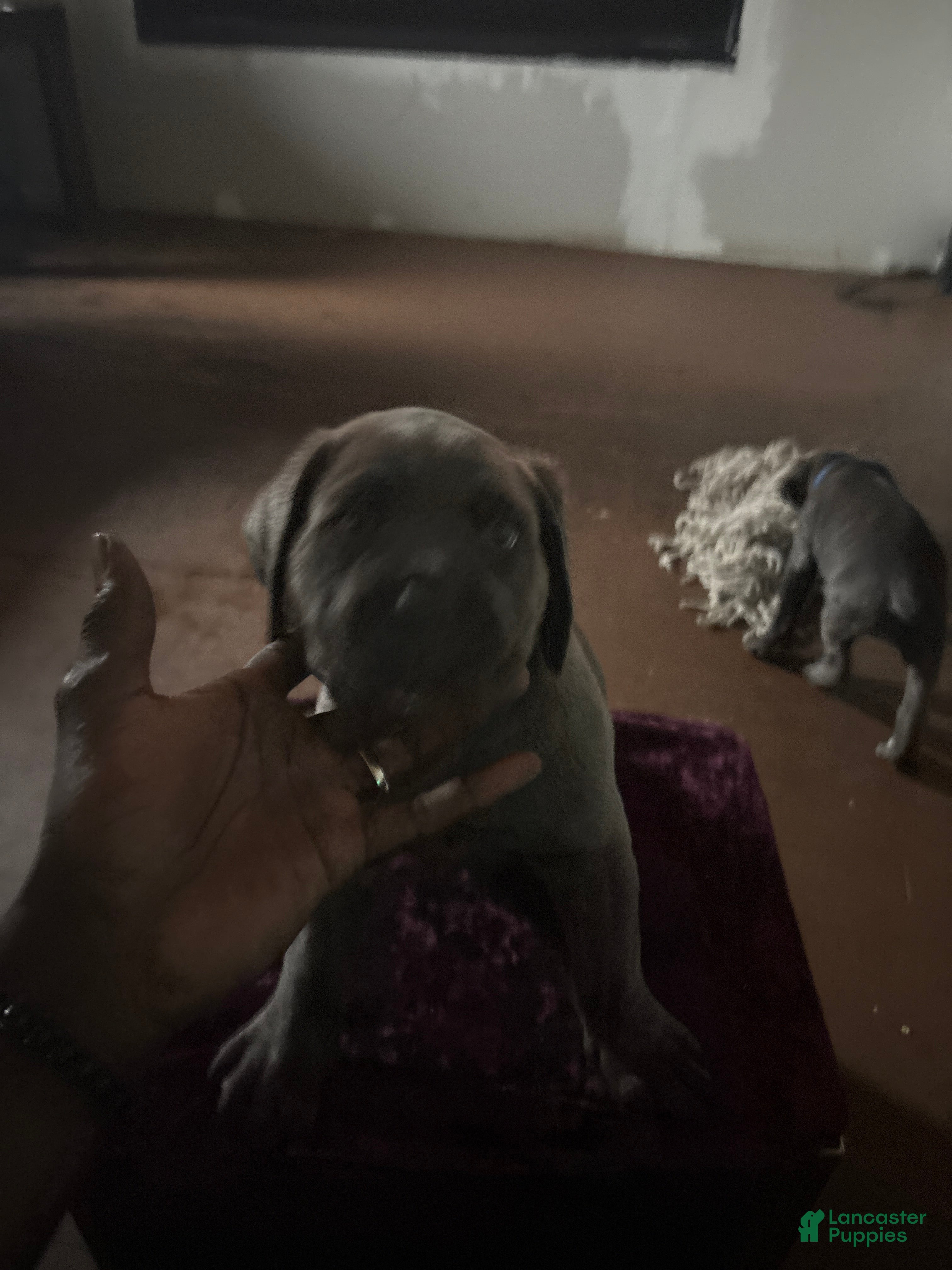 Cane Corso dogs Cane Corso 2 - Ad 2