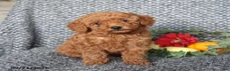 Miniature Poodle dogs for sale: Peanut  - Ad 4