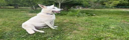 German Shepherd dogs for sale: Ranger - Ad 4