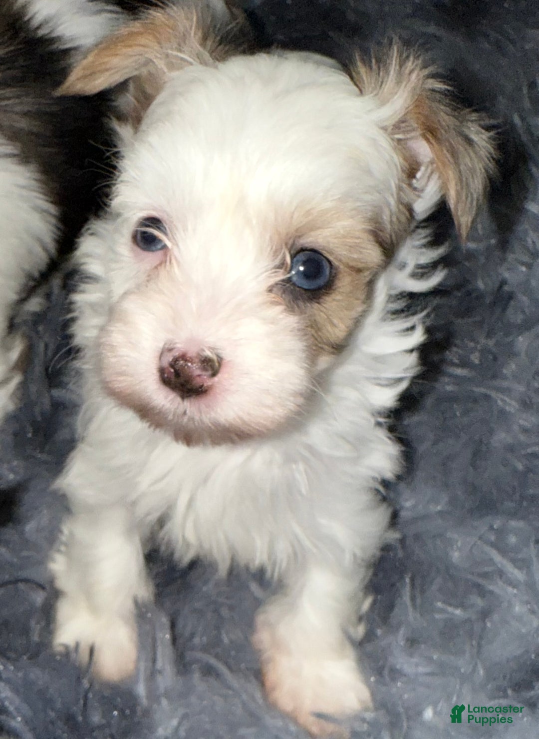 Yorkshire Terrier dogs for sale: Diamond  - Ad 1