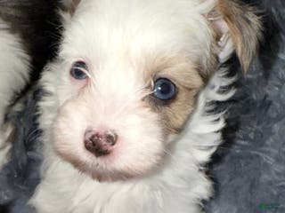 Yorkshire Terrier dogs Diamond - Ad 17