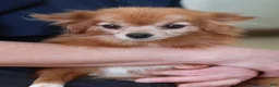 Pomeranian dogs for sale: Rosemary - Ad 7