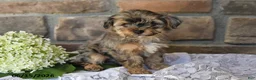 Yorkiepoo dogs for sale: Oscar - Ad 5