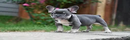 French Bulldog dogs for sale: French Bulldog 2 - Ad 4