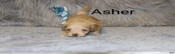 Havapoo dogs for sale: Asher 👨‍👨‍👦‍👦💞🐕 Miniature - Ad 8