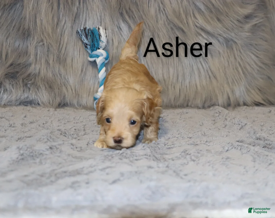 Havapoo dogs for sale: Asher 👨‍👨‍👦‍👦💞🐕 Miniature - Ad 8
