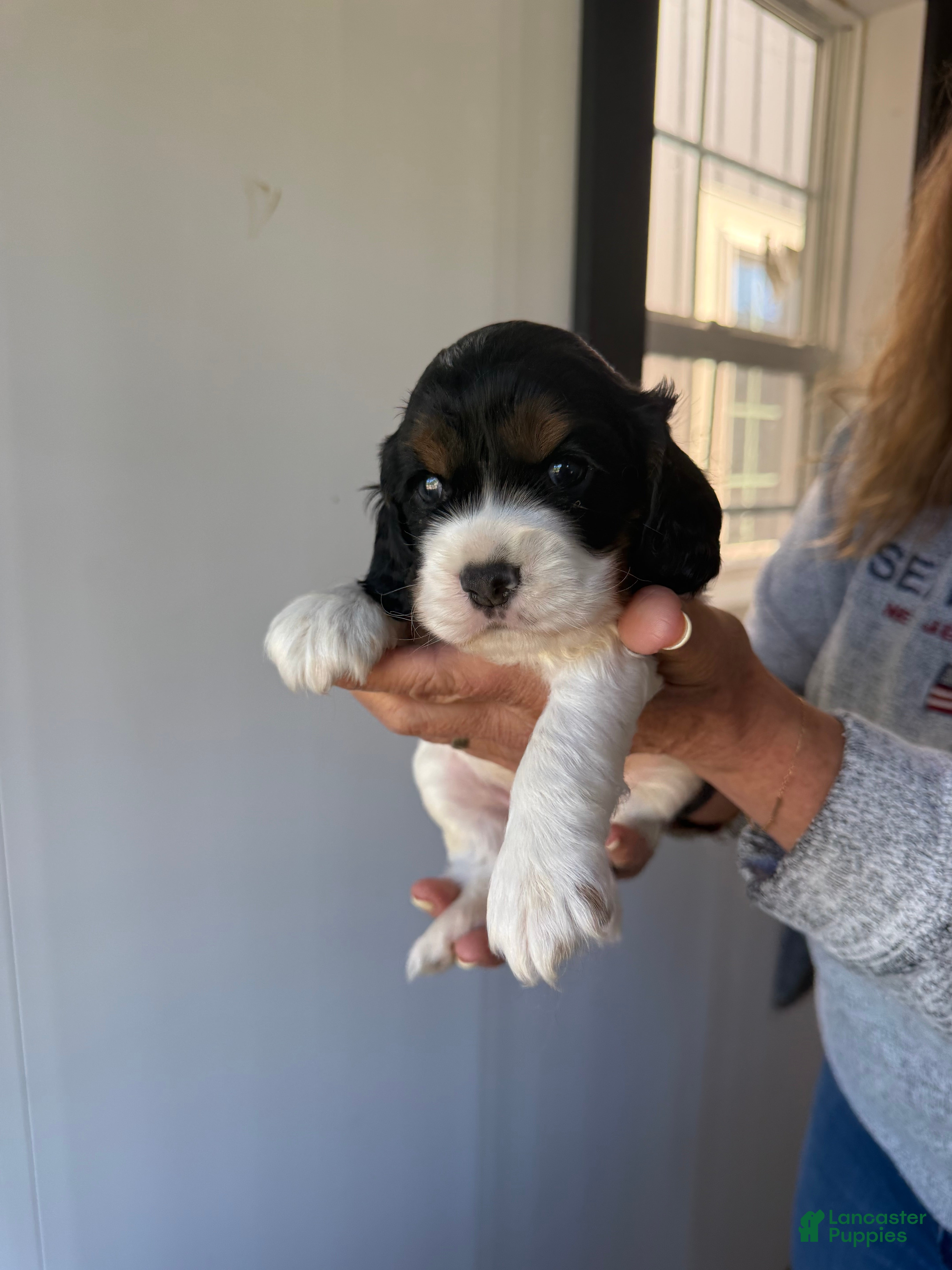 Cocker Spaniel dogs Emmett - Ad 1