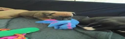 Mixed Breed dogs for sale: Mixed Breed 3 - Ad 3