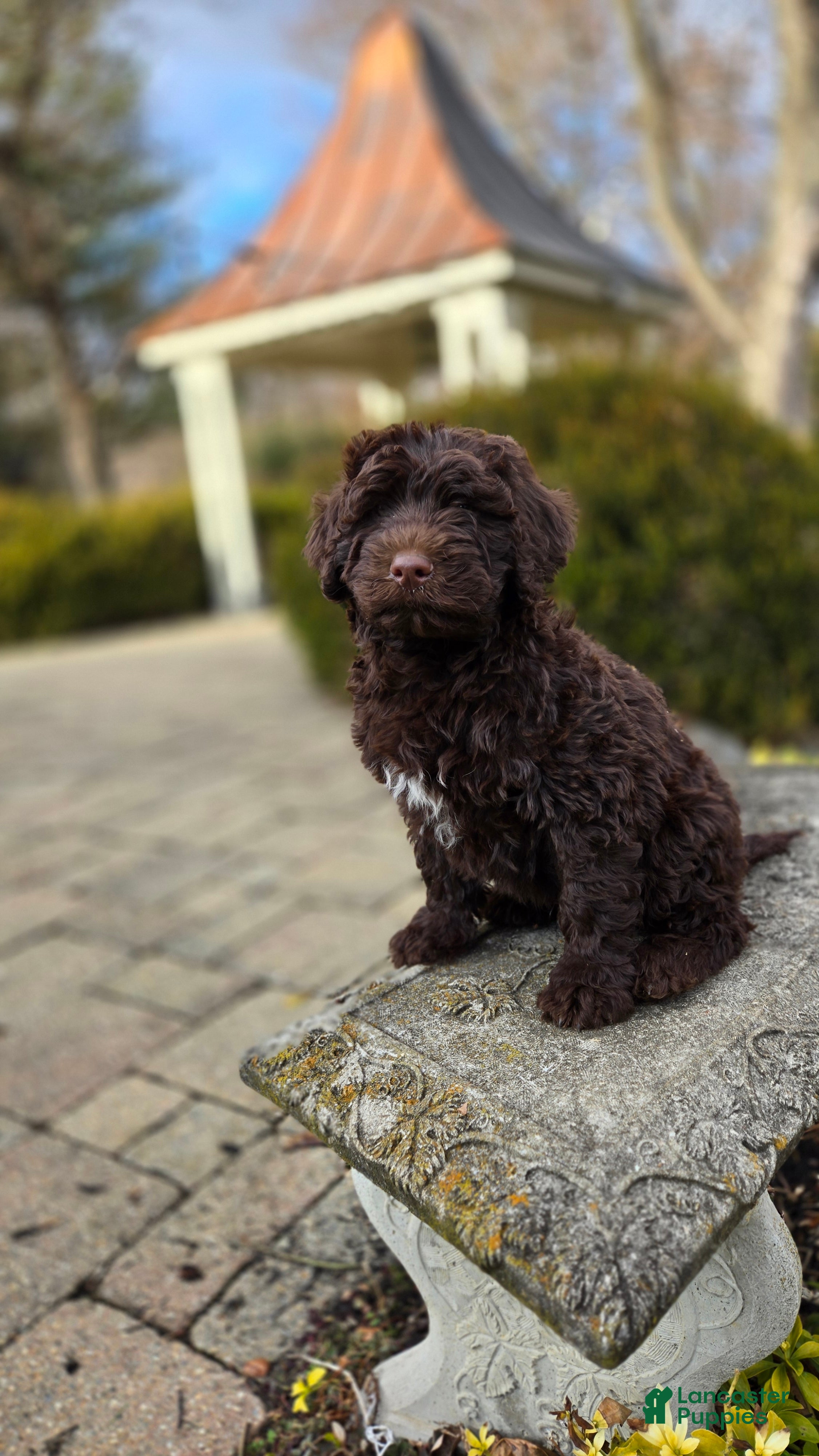 Portuguese Water Dog dogs Toby - Ad 15