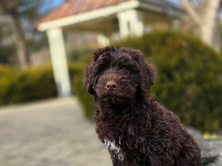 Portuguese Water Dog dogs Toby - Ad 26