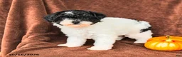 Miniature Poodle dogs for sale: Dotty - Ad 4
