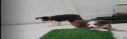 Miniature Australian Shepherd dogs for sale: Miniature Australian Shepherd 1 - Ad 5