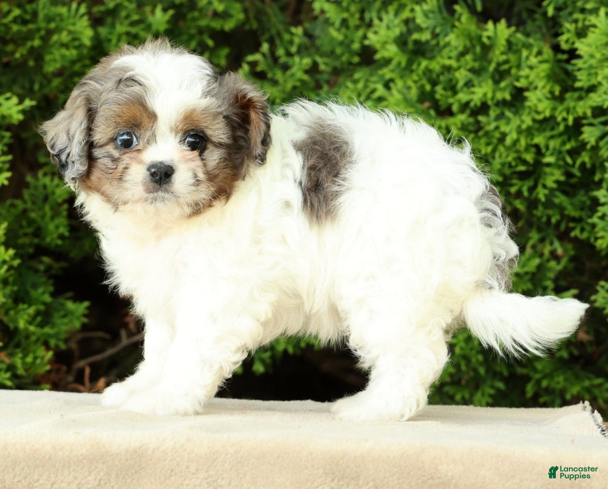 Mixed Breed dogs for sale: Poppy - Ad 7