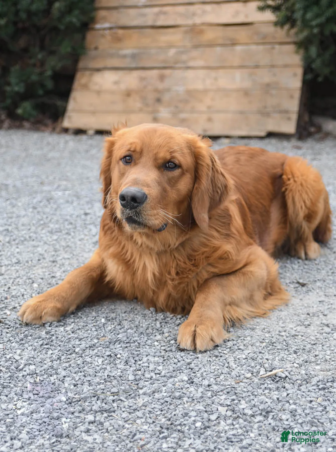 Golden Retriever dogs for sale: Daisy - Ad 5