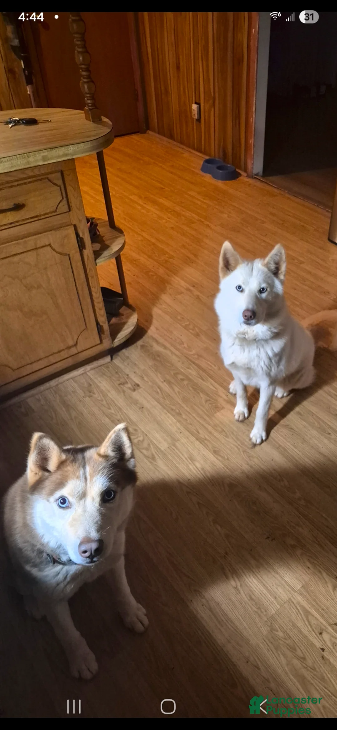 Siberian Husky dogs for sale: Miles - Ad 2