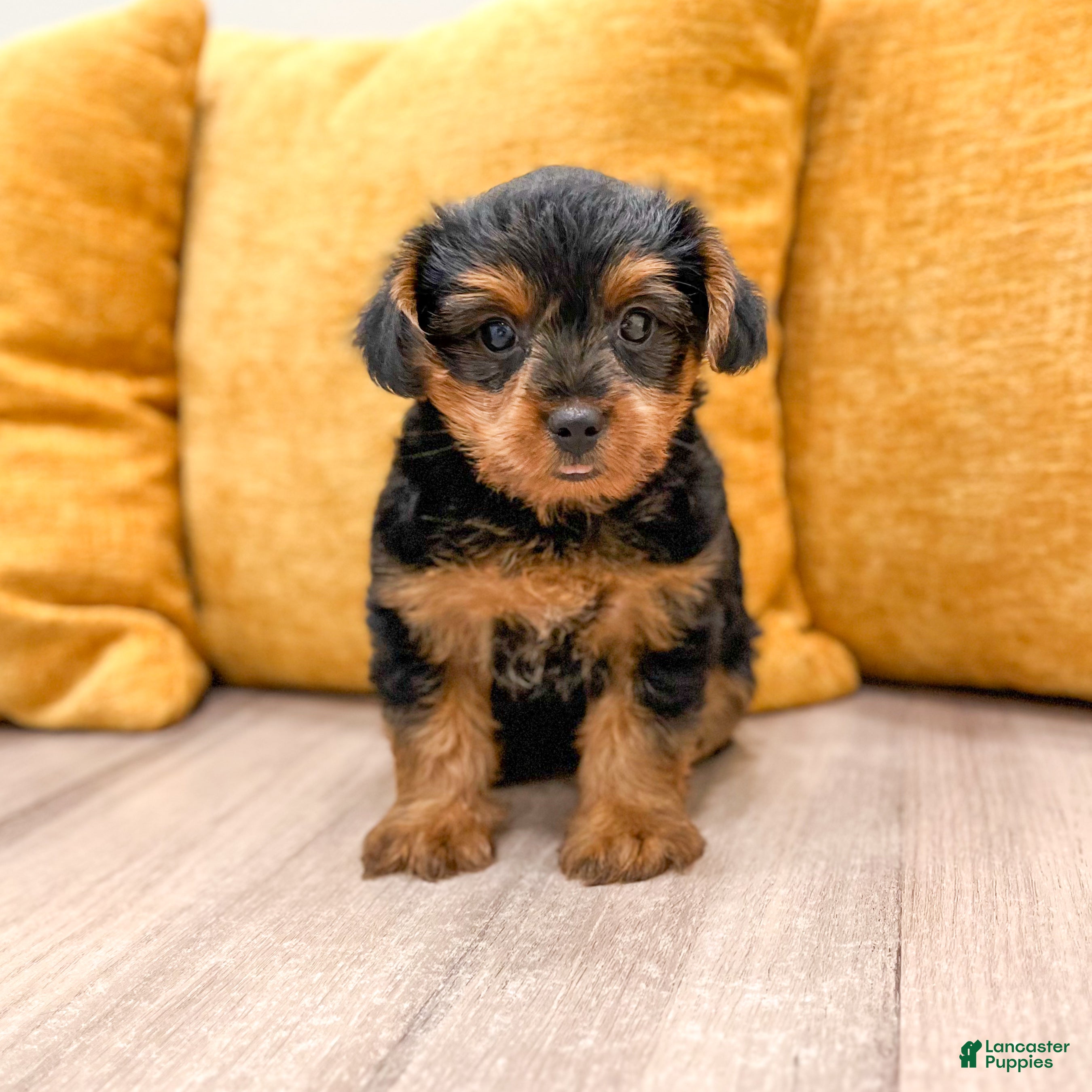 Yorkshire Terrier dogs Nova - Ad 1