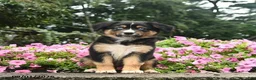 Australian Shepherd dogs for sale: Dolly  - Ad 3