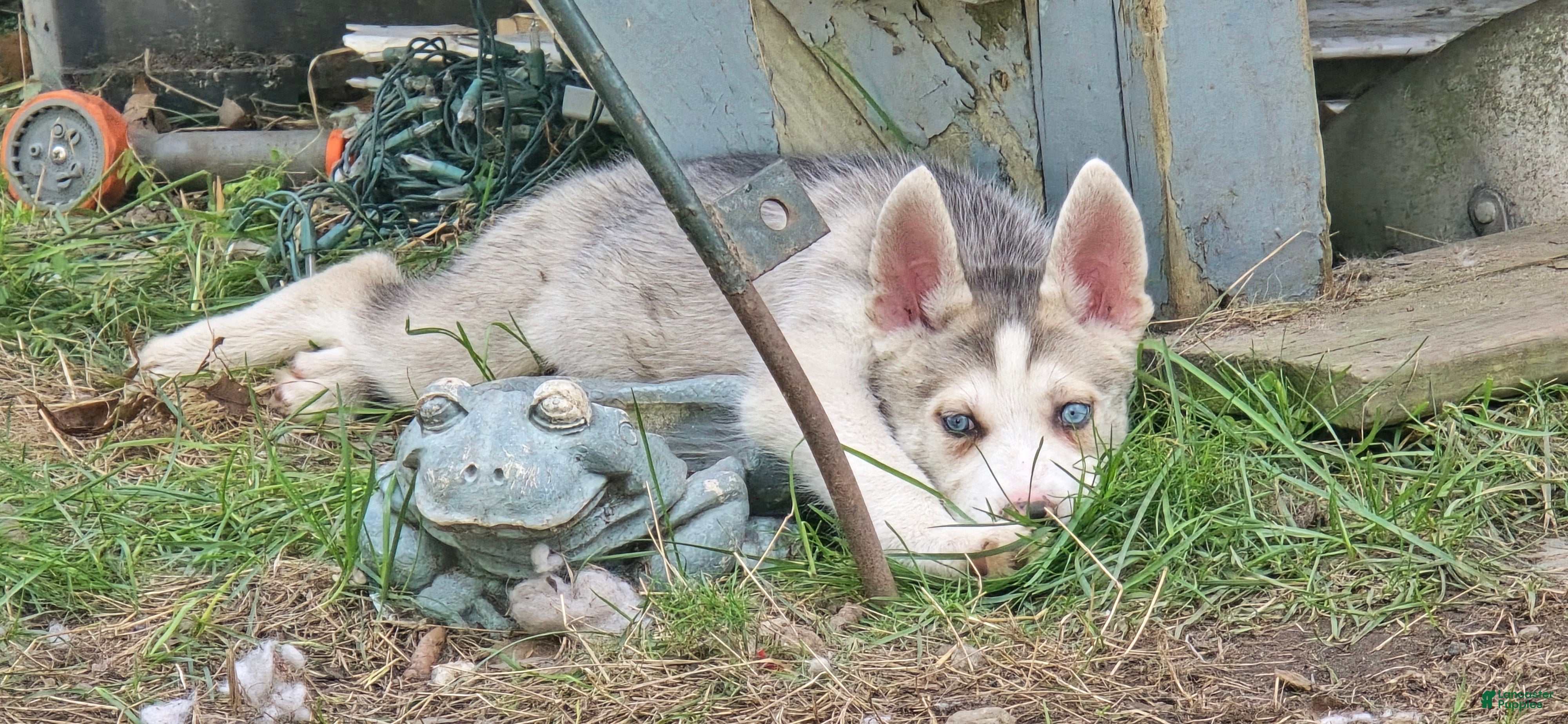 Gerberian Shepsky dogs Gerberian Shepsky 2 - Ad 1