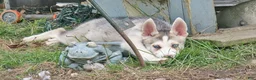 Gerberian Shepsky dogs for sale: Gerberian Shepsky 2 Winston  - Ad 3
