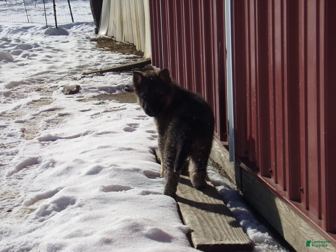 German Shepherd dogs for sale: Carter - Ad 3