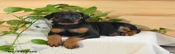 Doberman Pinscher dogs for sale: Aurora - Ad 2