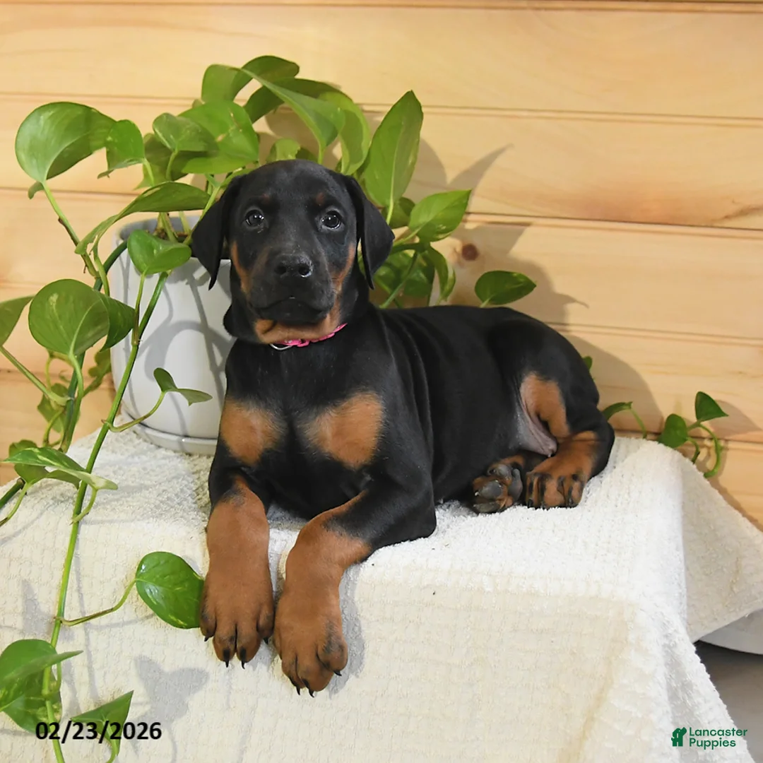 Doberman Pinscher dogs for sale: Aurora - Ad 2