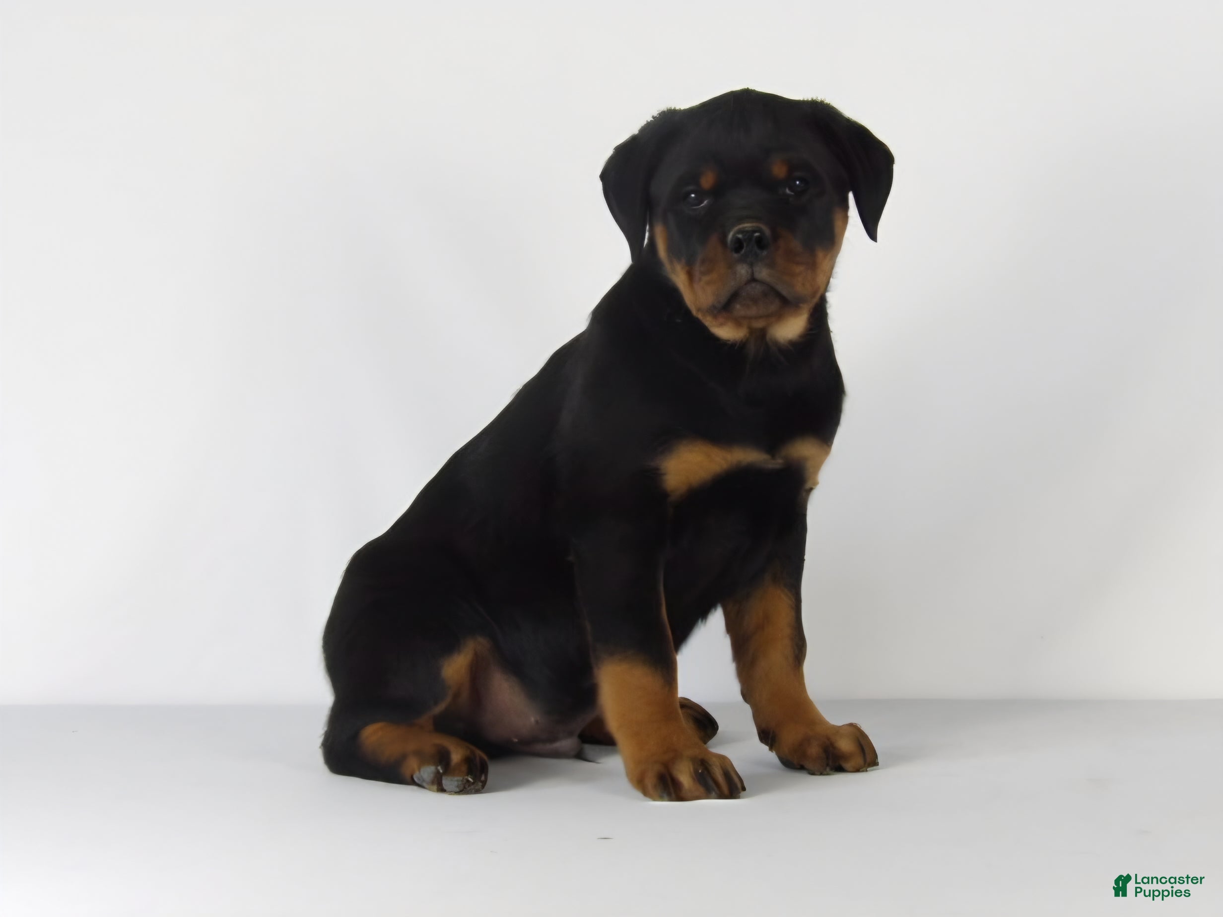 Rottweiler dogs Rottweiler Puppy 4 - Ad 2