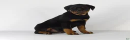Rottweiler dogs for sale: Rottweiler Puppy 4 - Ad 2