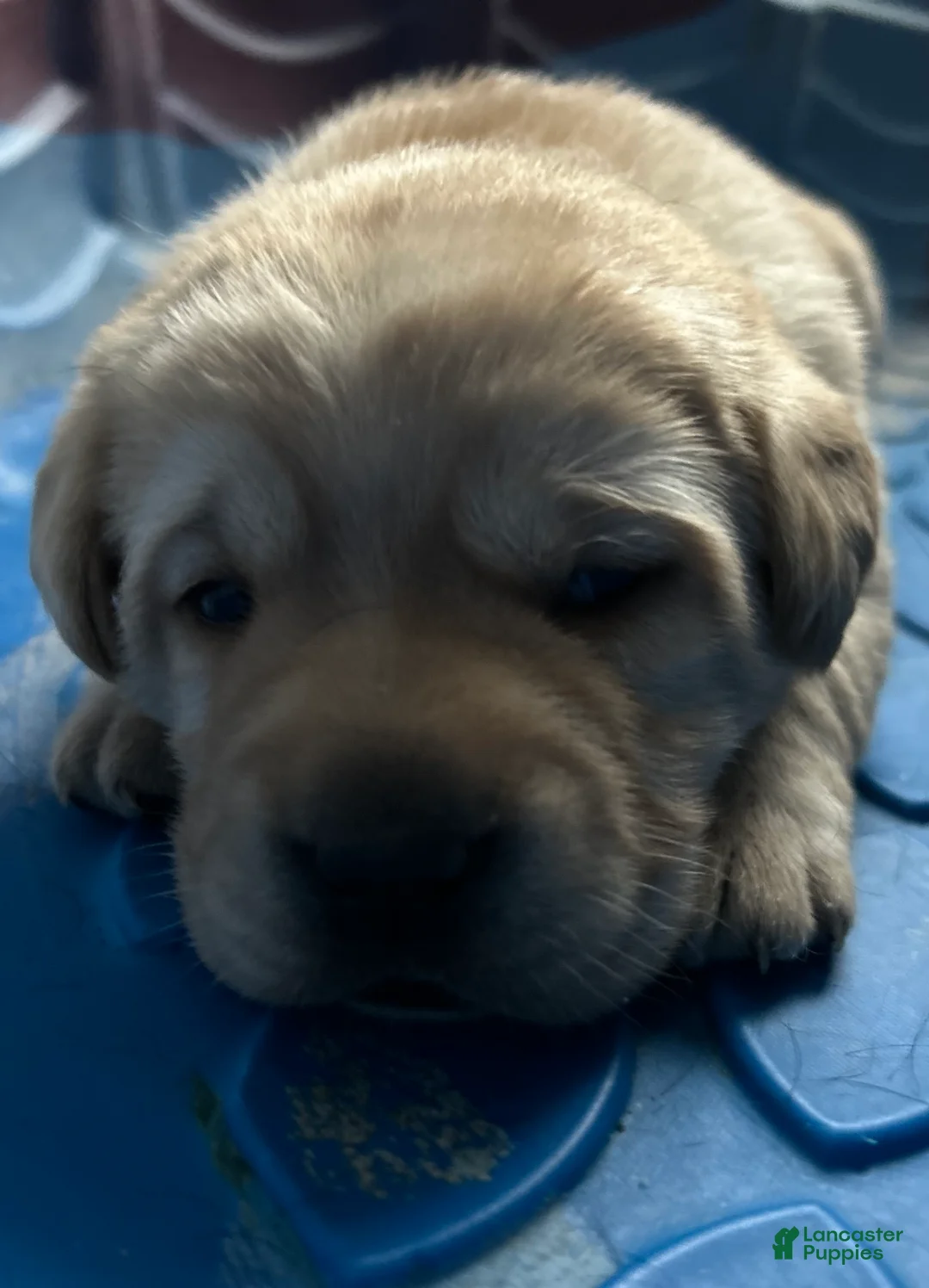 Labrador Retriever dogs for sale: Blonde - Ad 1